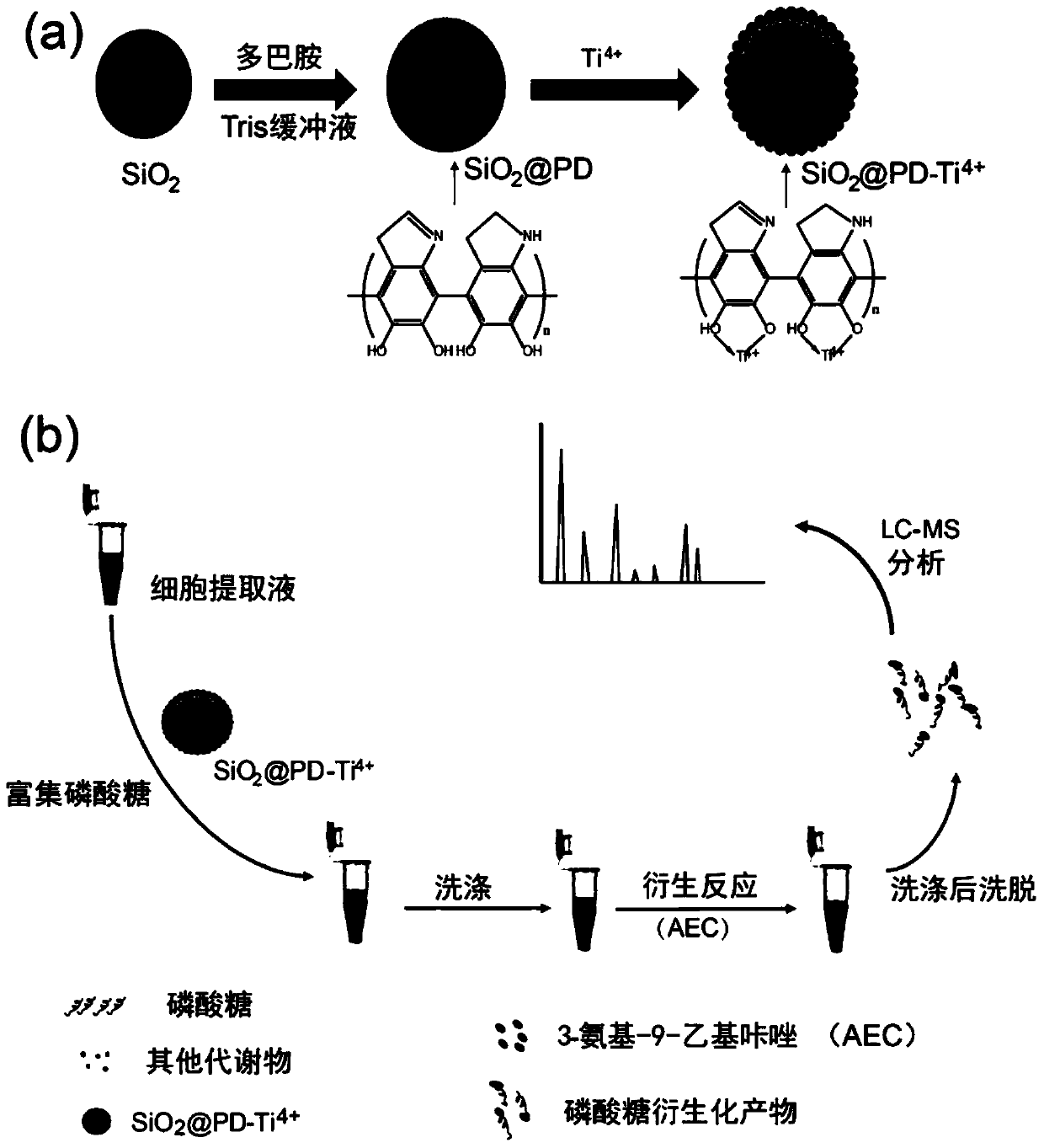 A kind of enrichment and solid-phase derivatization pretreatment method of phosphate sugars