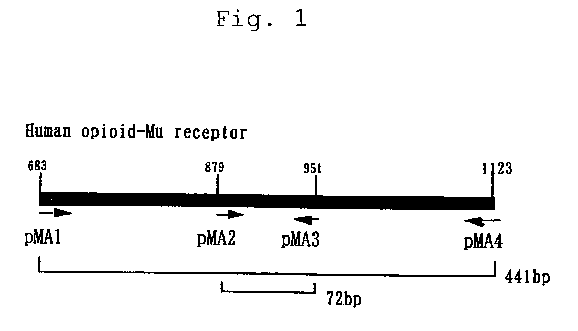 Method for examining the involvement of opioid peptides in prurtis