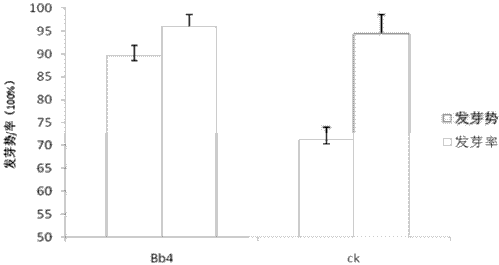 Growth promoting endophytic beauveria bassiana strain and application thereof