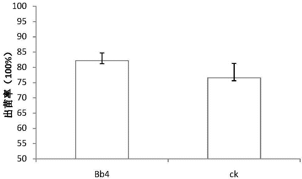 Growth promoting endophytic beauveria bassiana strain and application thereof