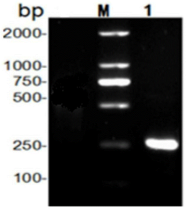 1-type duck hepatitis A virus VP4 recombinant protein, ELISA kit and preparing method of 1-type duck hepatitis A virus VP4 recombinant protein