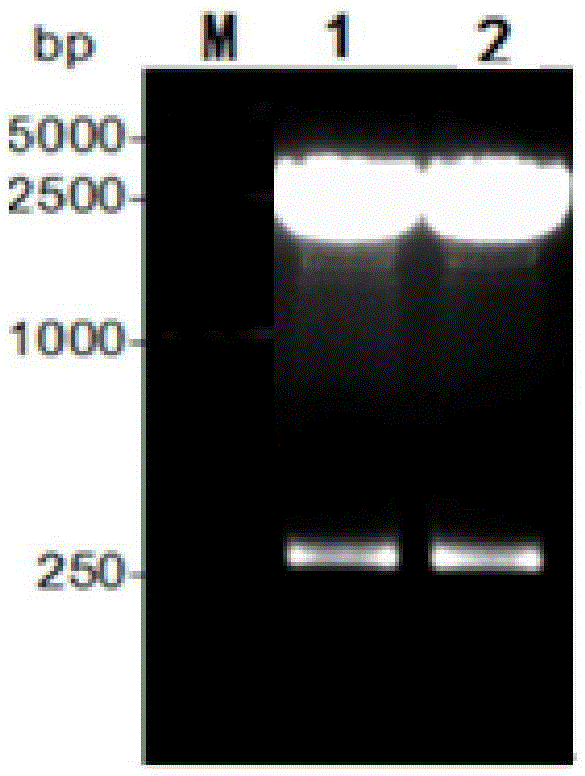 1-type duck hepatitis A virus VP4 recombinant protein, ELISA kit and preparing method of 1-type duck hepatitis A virus VP4 recombinant protein