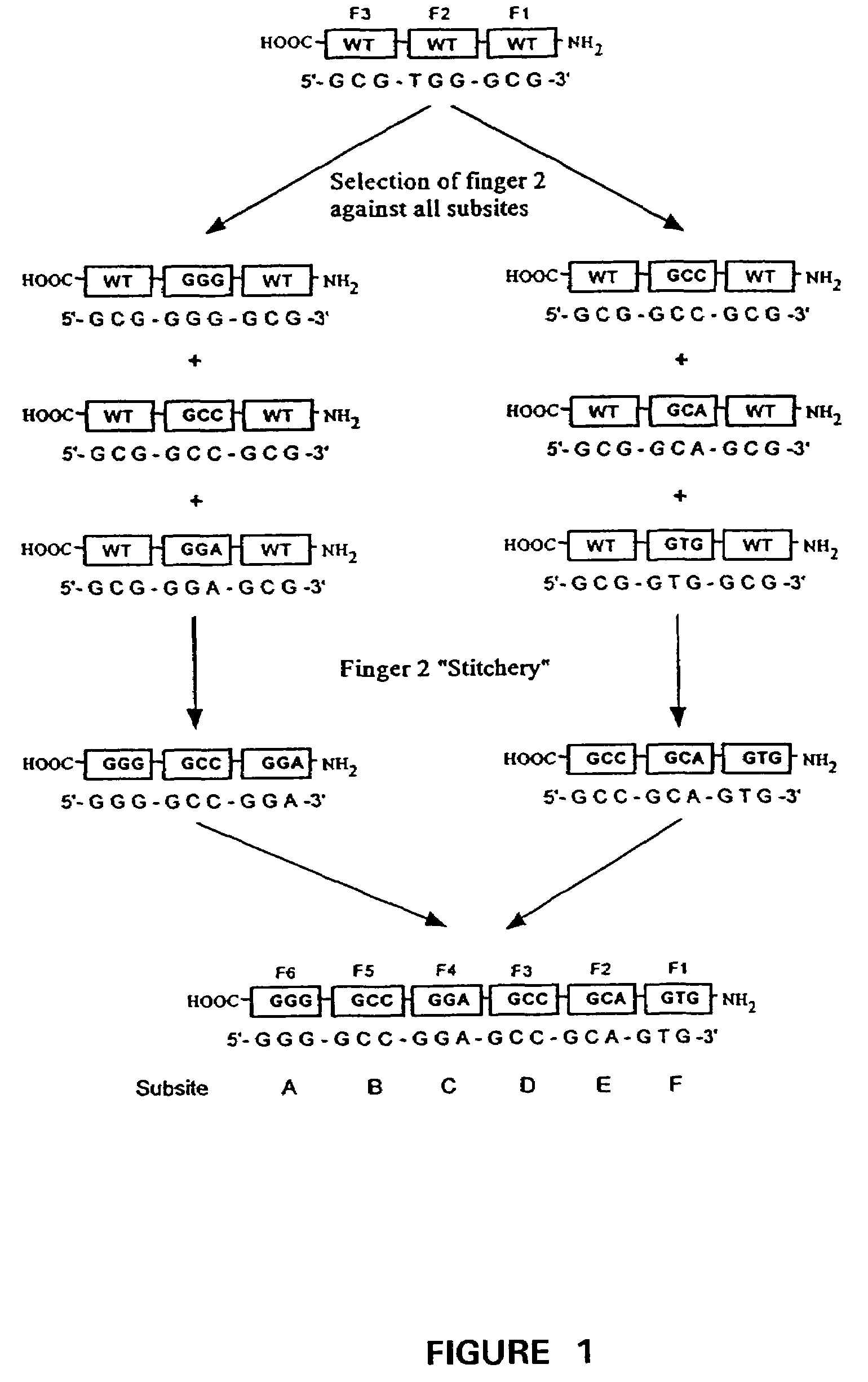 Ligand activated transcriptional regulator proteins