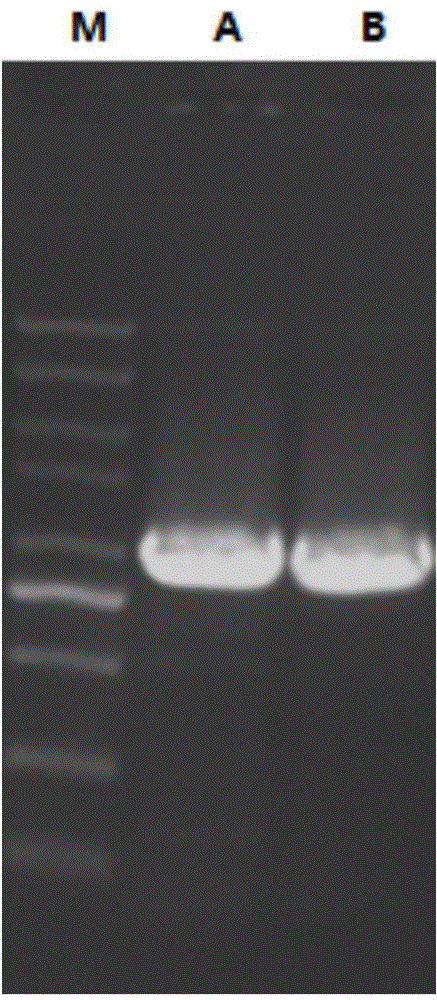 Immobilized transaminase and applications thereof in synthesizing of Sitagliptin intermediate