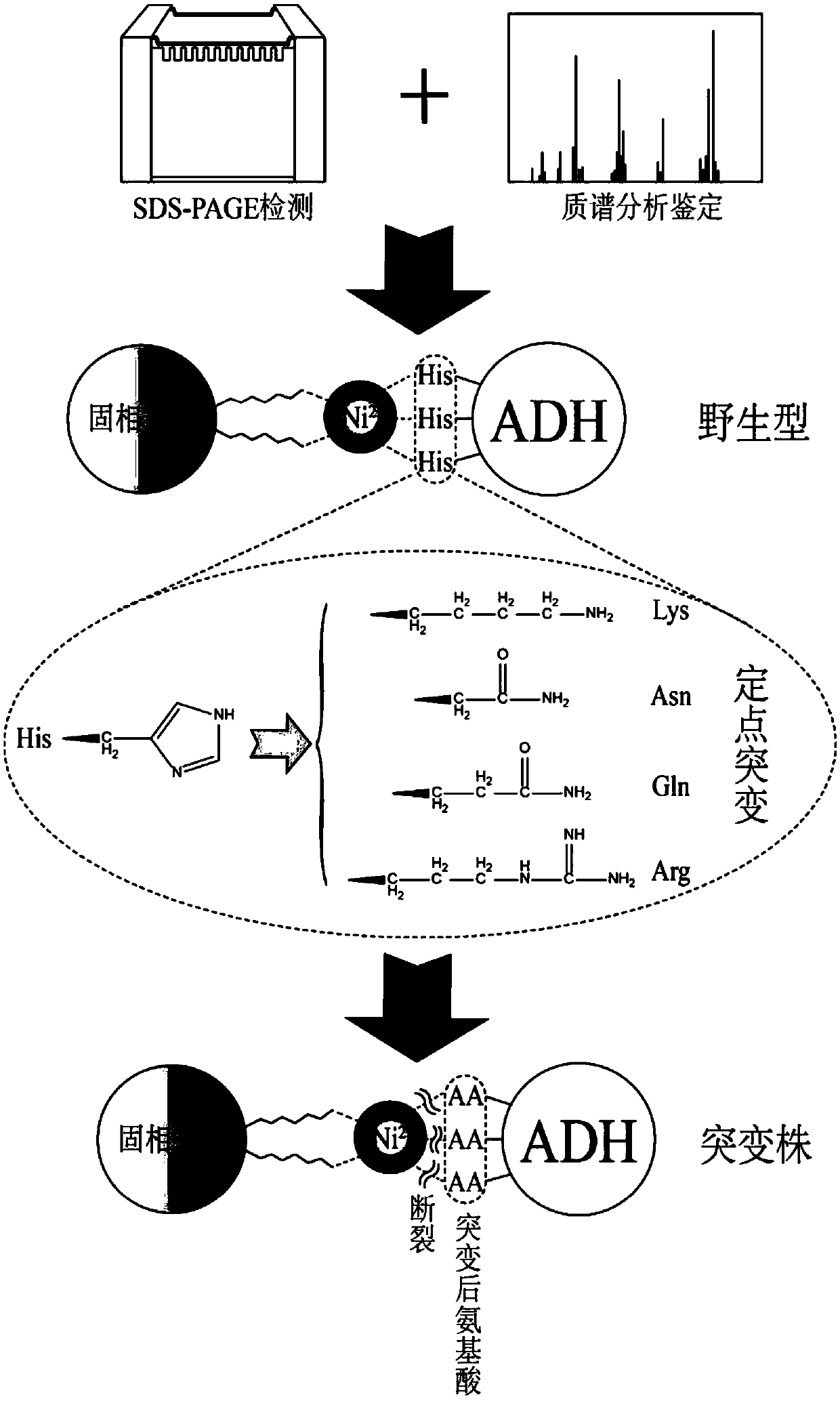 ADH (ethanol dehydrogenase) protein family mutant and application thereof