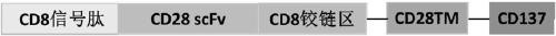 CD28 bidirectional activation co-stimulatory molecular receptor and applications thereof