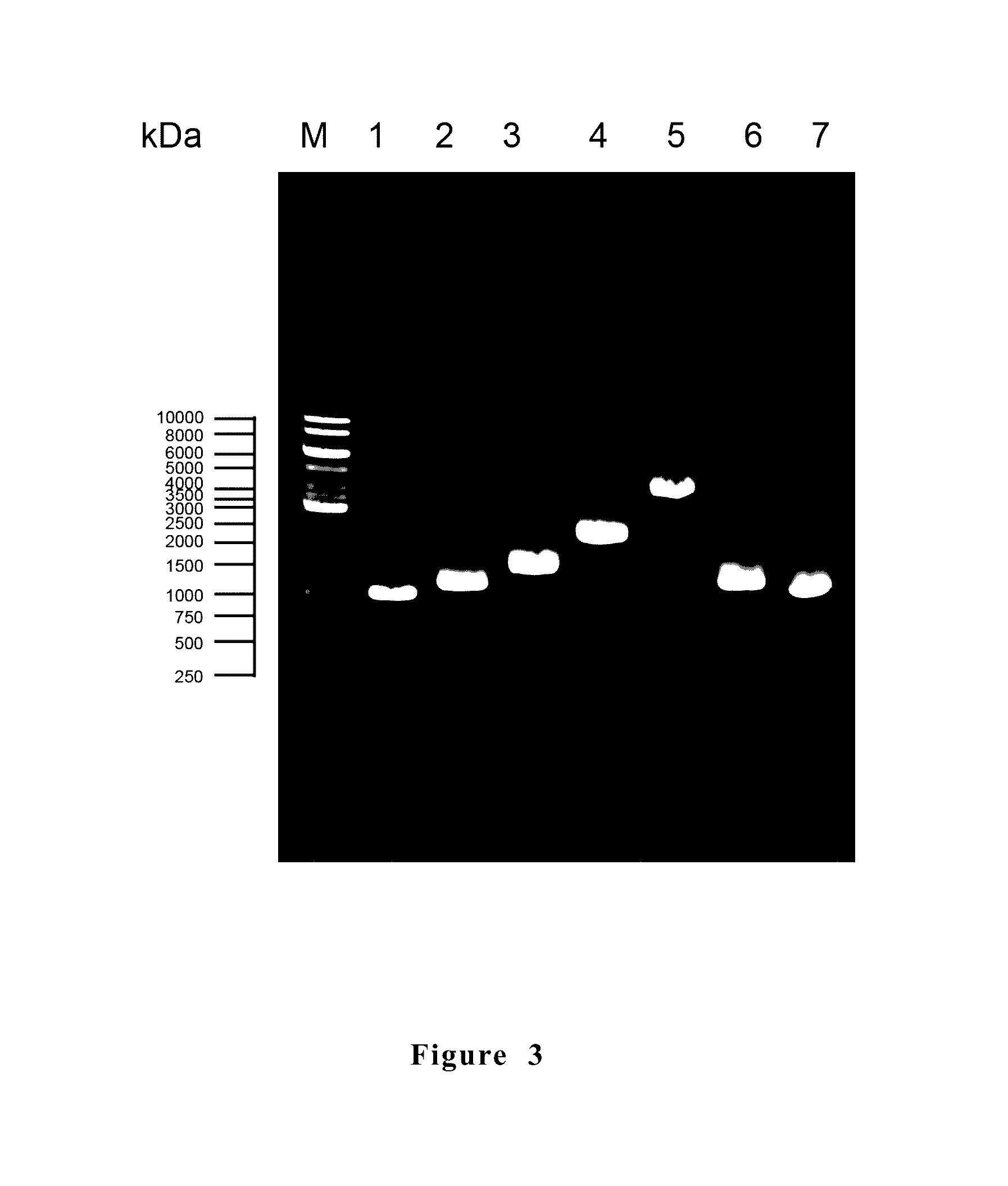 Anti-<i>Mycoplasma </i>spp. subunit vaccine