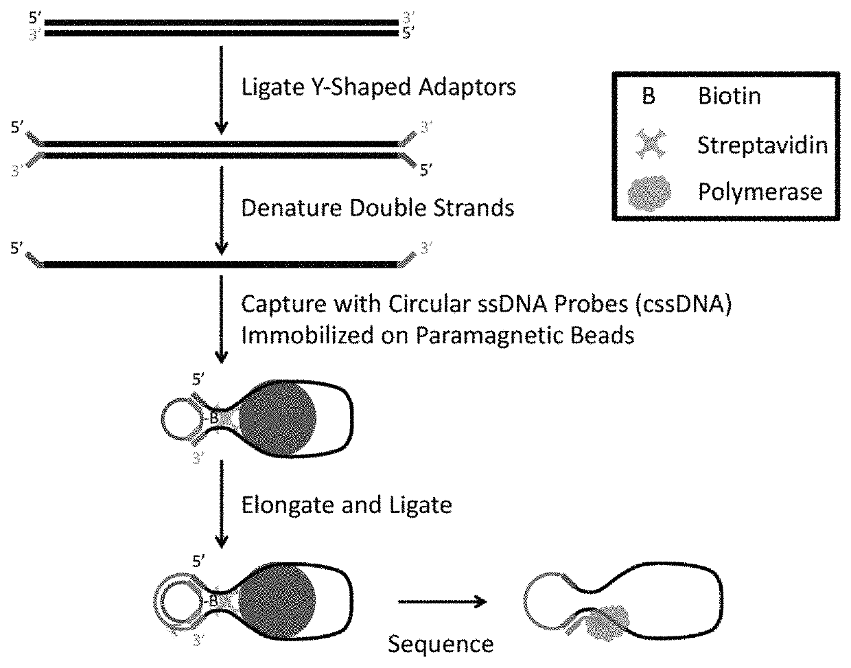 Single stranded circular DNA libraries for circular consensus sequencing