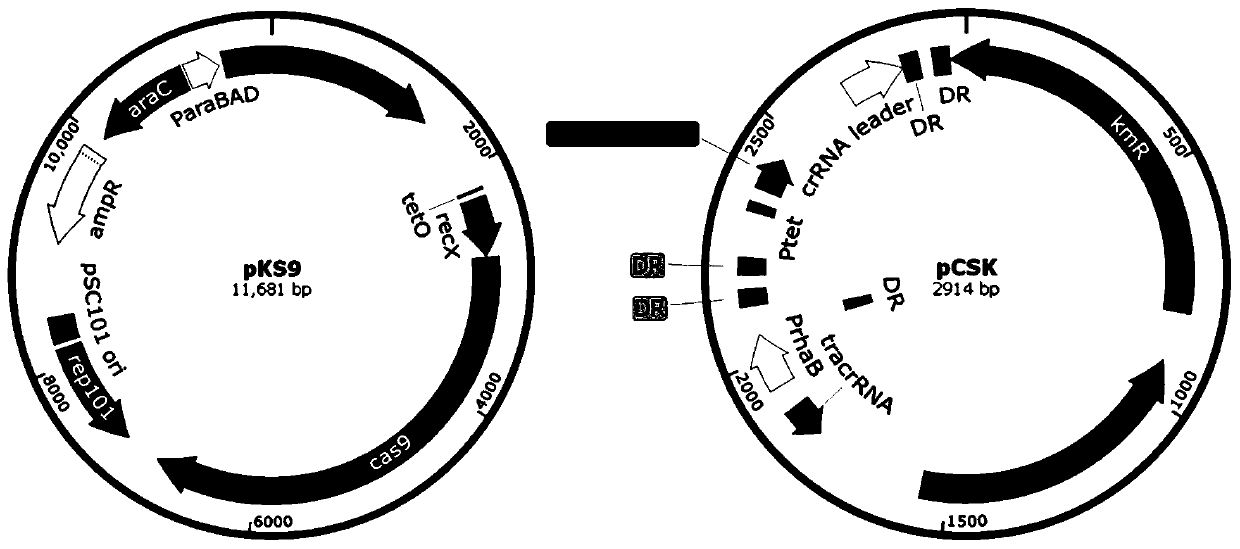 Traceless double-target genome editing system