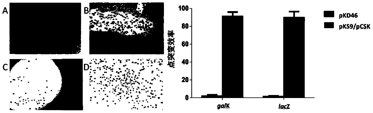 Traceless double-target genome editing system