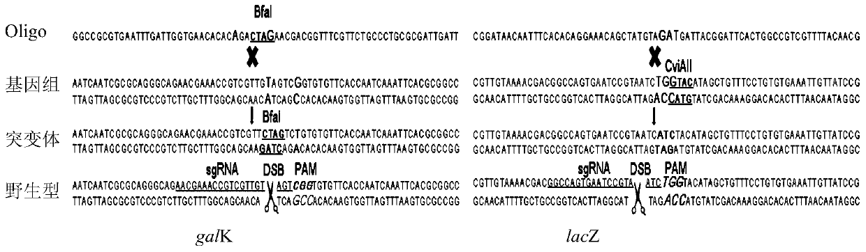 Traceless double-target genome editing system