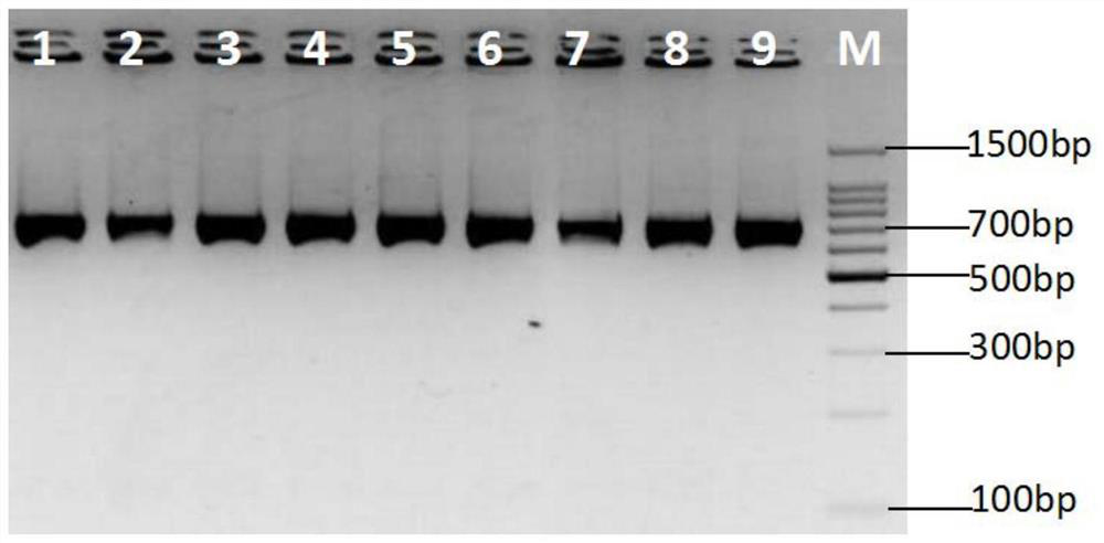 A Rapid Identification Method of Lucilia sericata