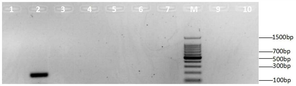 A Rapid Identification Method of Lucilia sericata