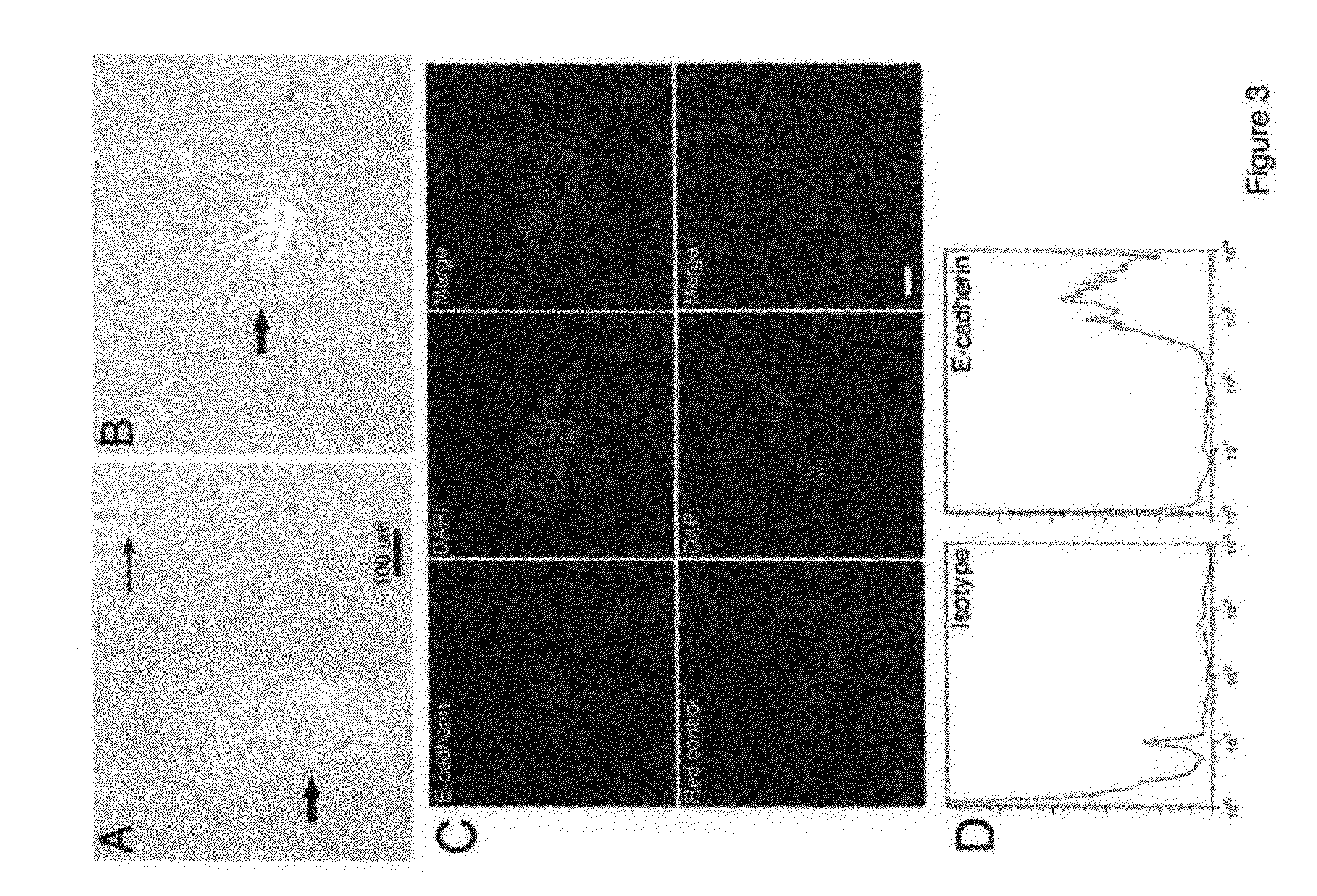 Regenerative Dot cells