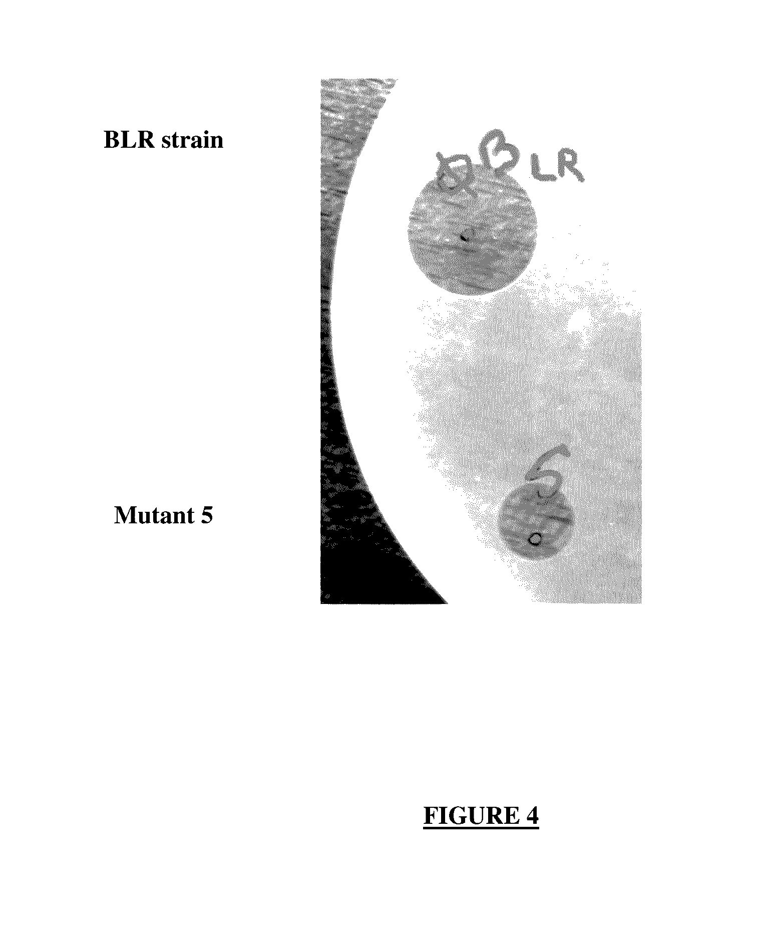 Colistin Synthetases and Corresponding Gene Cluster