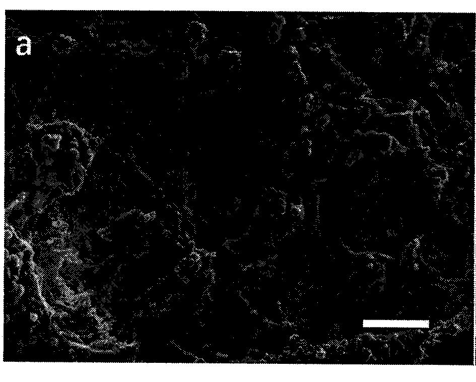 Composite ceramic scaffold and preparation method thereof