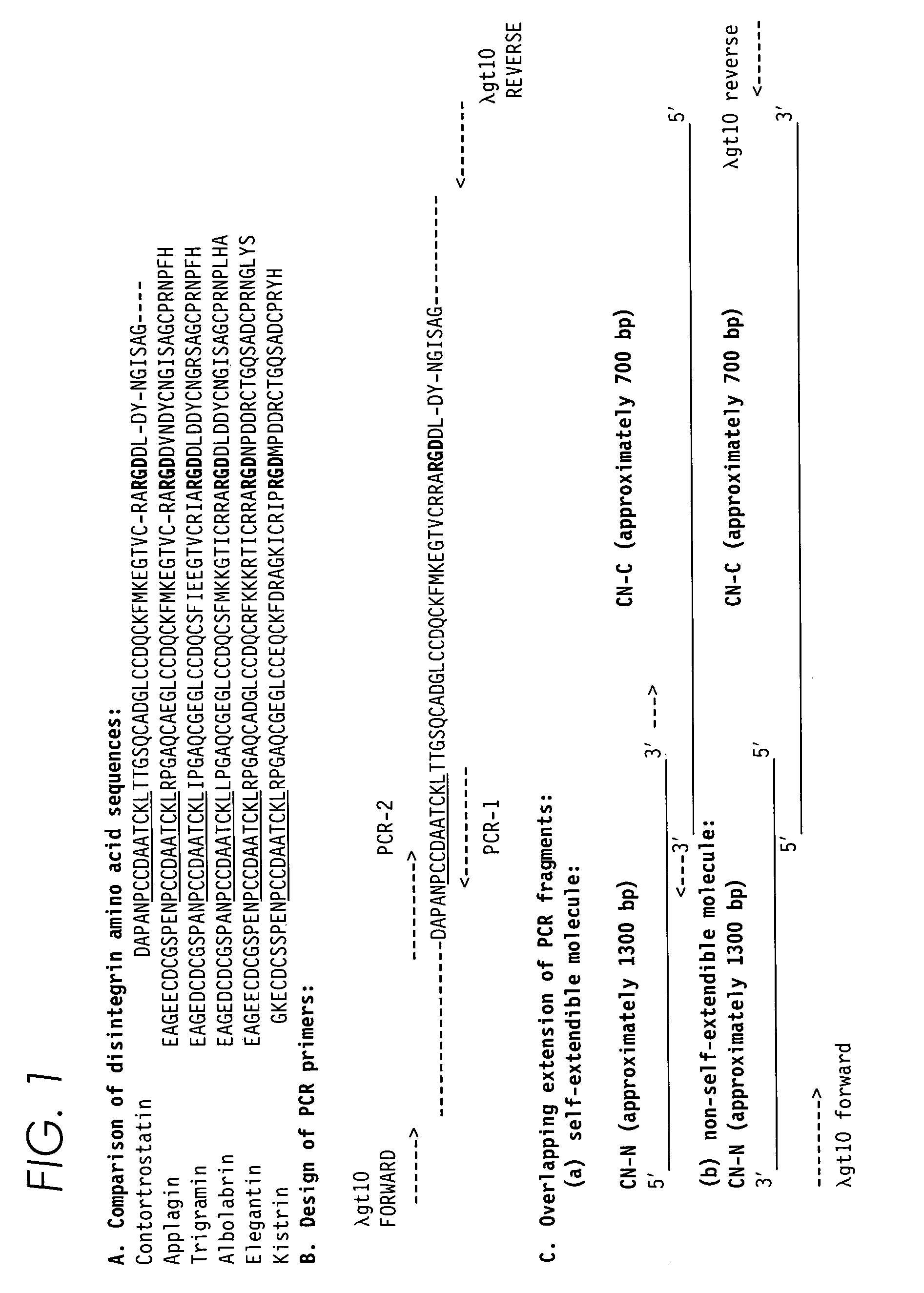 Contortrostatin CN and methods for its use in preventing metastasis and other conditions