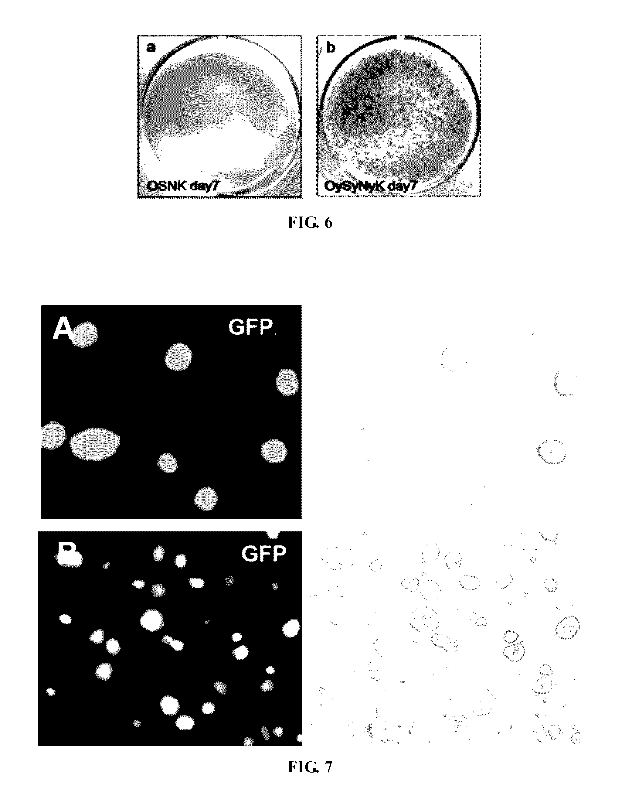 Fusion protein for inducing pluripotent stem cells and application method thereof