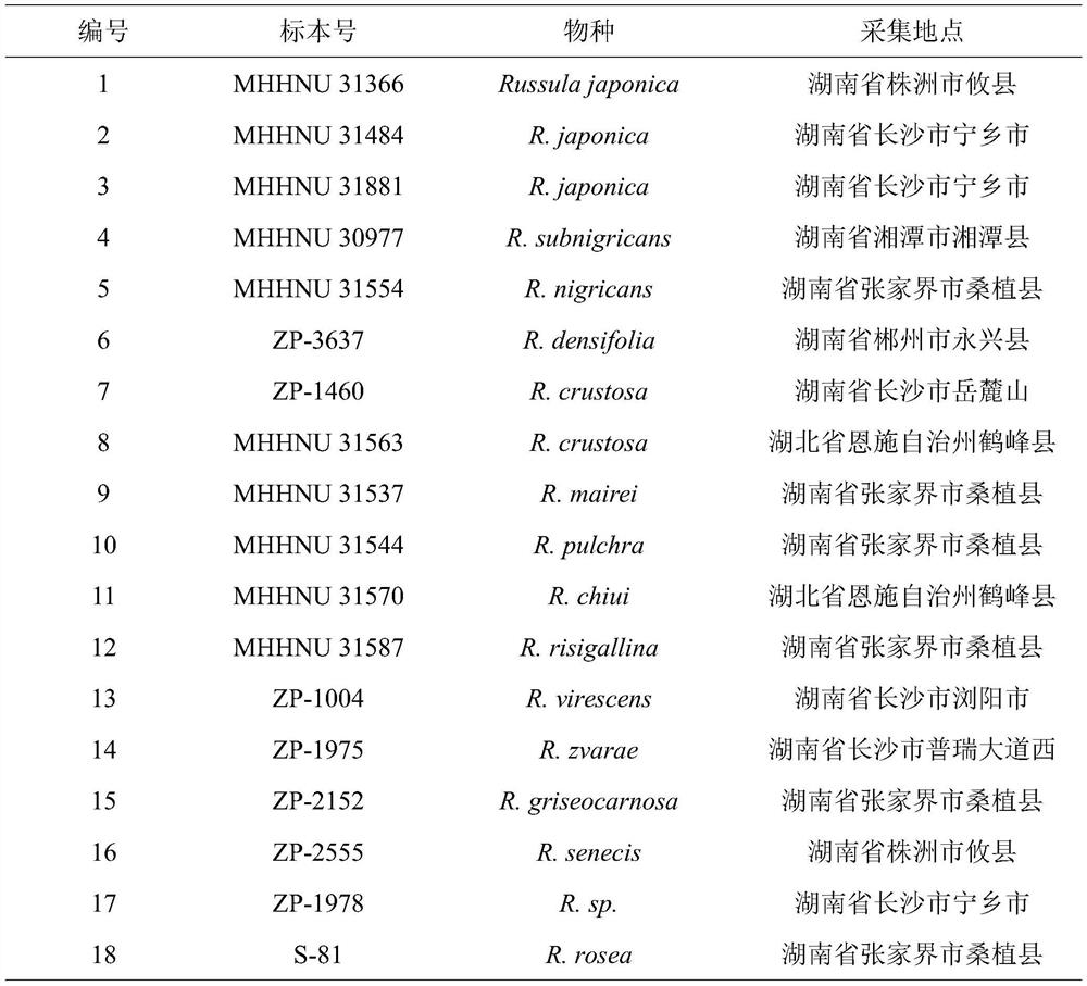 Primer composition, kit and method for rapidly detecting poisonous mushroom russule japonica based on LAMP