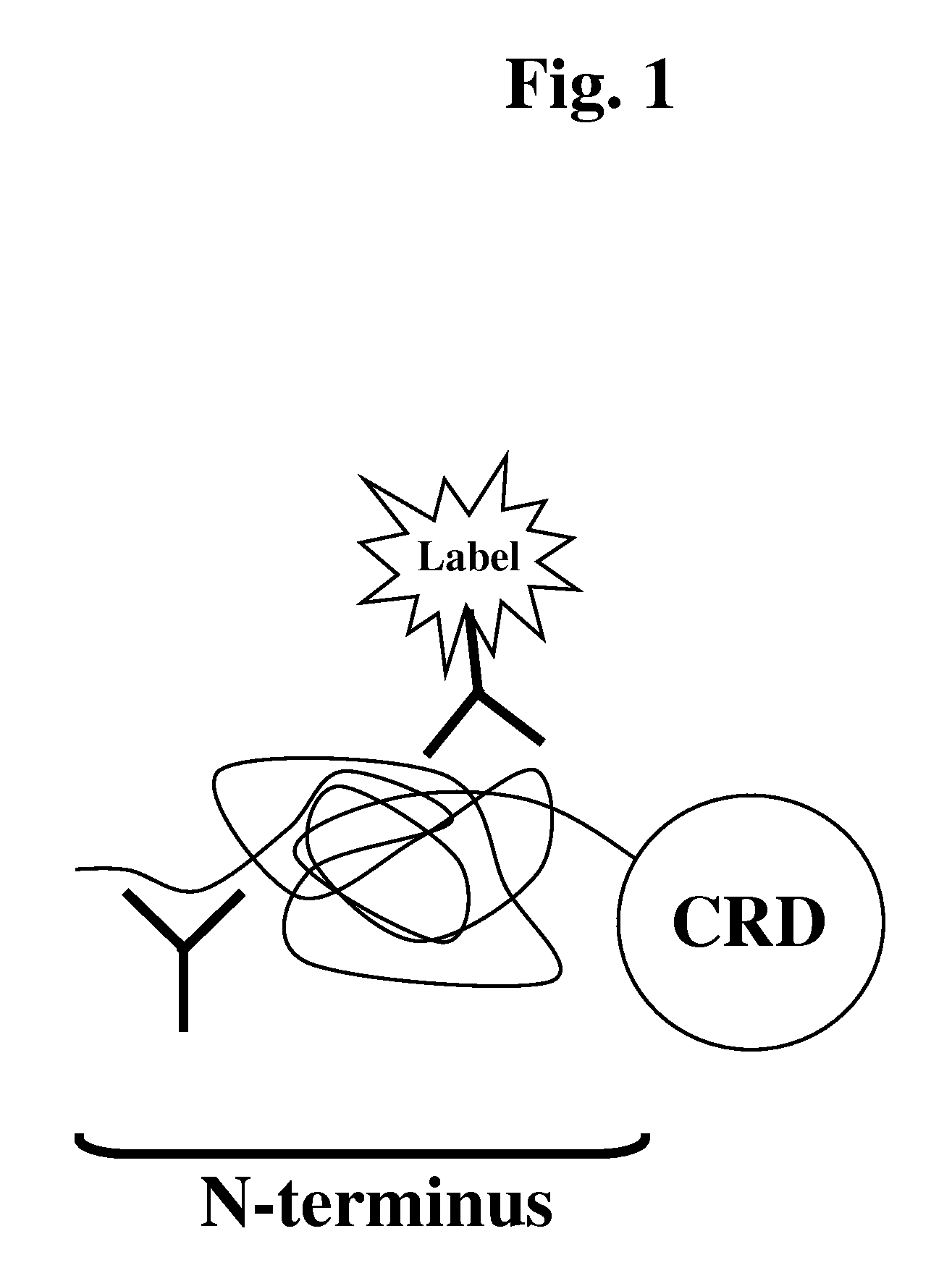 Galectin-3 Immunoassay