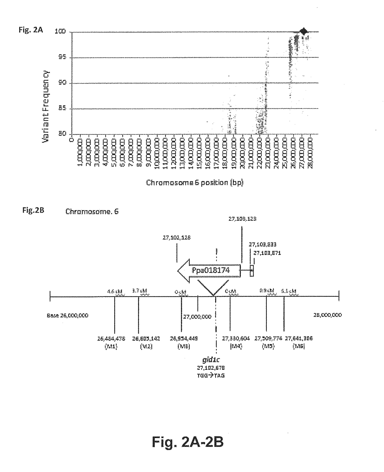 Effect of PpeGID1c on vegetative growth of fruit trees