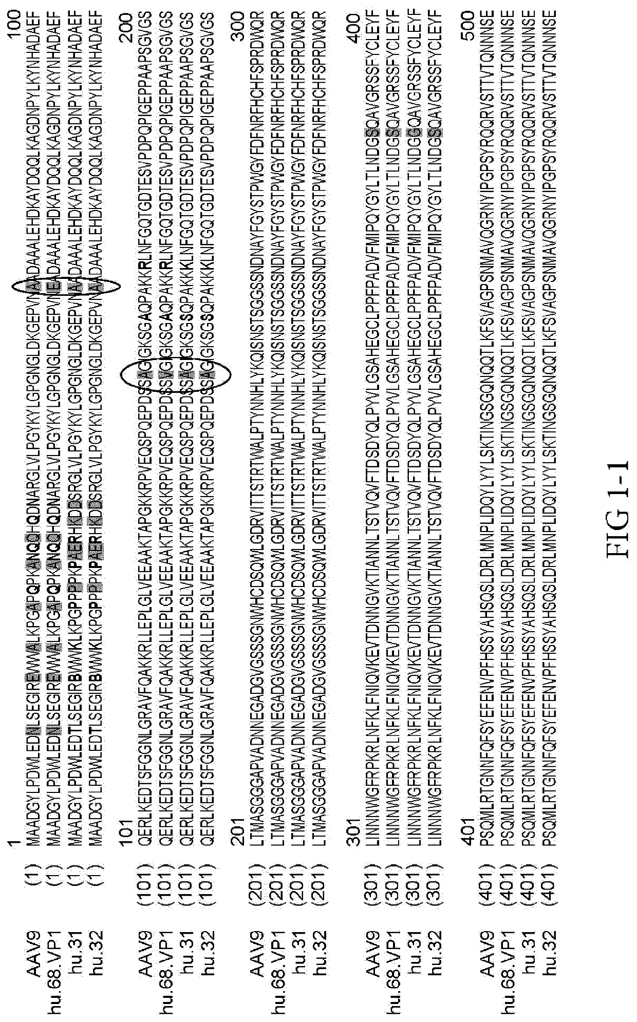 Novel adeno-associated virus (AAV) clade f vector and uses therefor