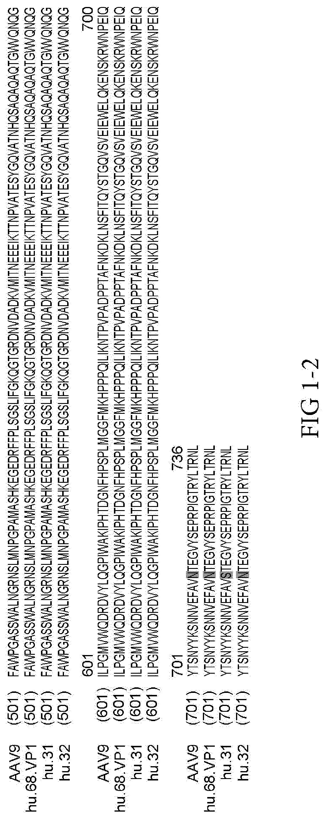 Novel adeno-associated virus (AAV) clade f vector and uses therefor