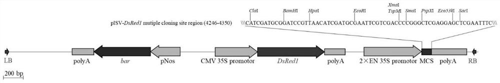 Agrobacterium transformation vector based on rhizobium type III effector NopP and application of vector