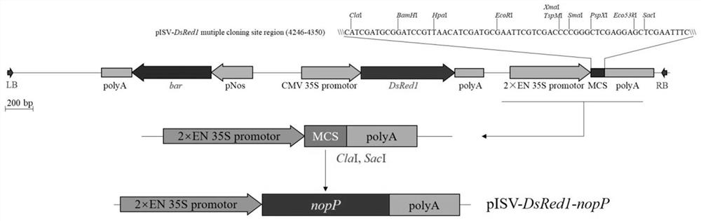 Agrobacterium transformation vector based on rhizobium type III effector NopP and application of vector