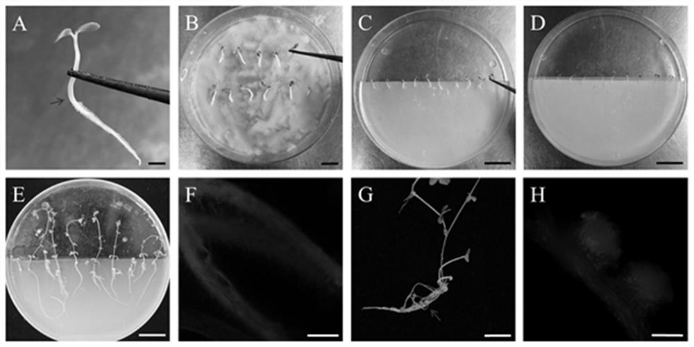 Agrobacterium transformation vector based on rhizobium type III effector NopP and application of vector