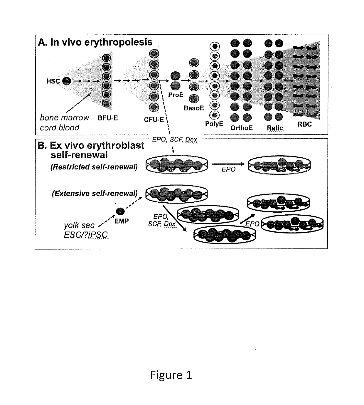 Human extensively self-renewing erythroblasts (ESRE)