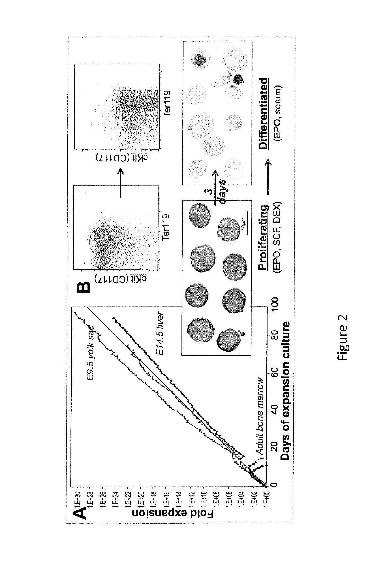 Human extensively self-renewing erythroblasts (ESRE)