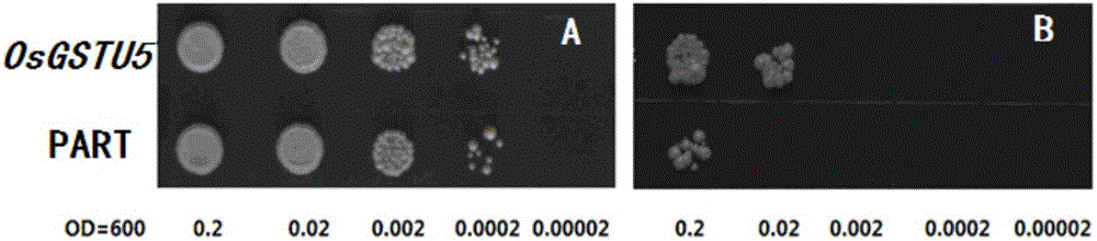 Rice cadmium-tolerant gene OsGSTU5, encoding protein thereof and application of rice cadmium-tolerant gene OsGSTU5