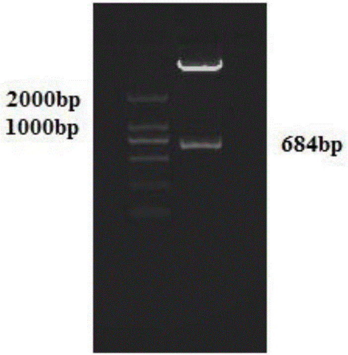 Rice cadmium-tolerant gene OsGSTU5, encoding protein thereof and application of rice cadmium-tolerant gene OsGSTU5