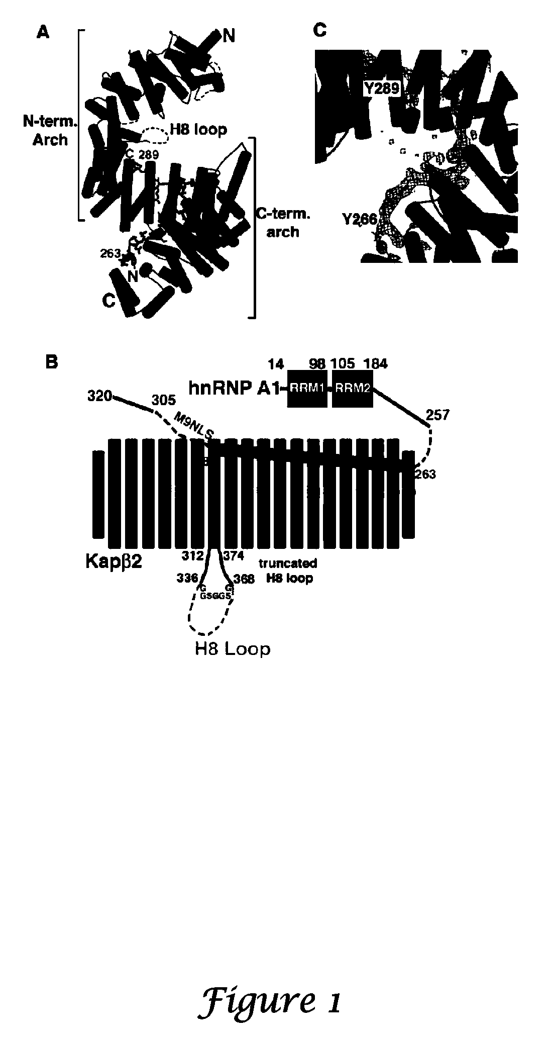 Methods and Compositions for Targeting Macromolecules Into the Nucleus