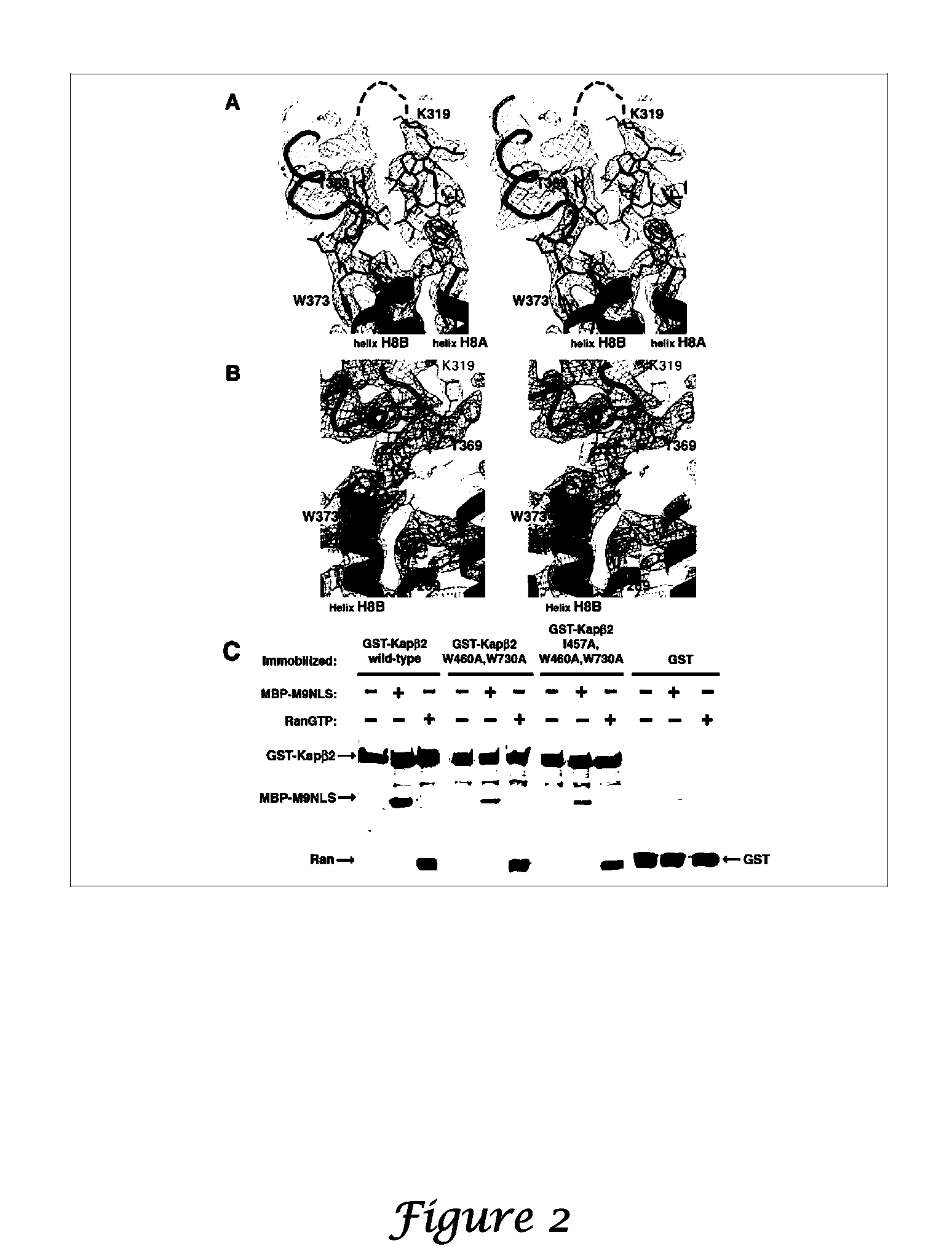 Methods and Compositions for Targeting Macromolecules Into the Nucleus