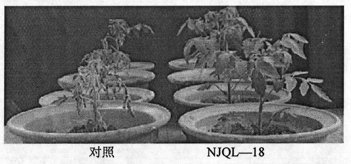 Antagonistic bacteria preventing and removing continuous cropping tomato bacterial wilt and microbial organic fertilizer thereof