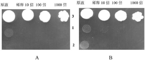 Tobacco AKT1 gene and application