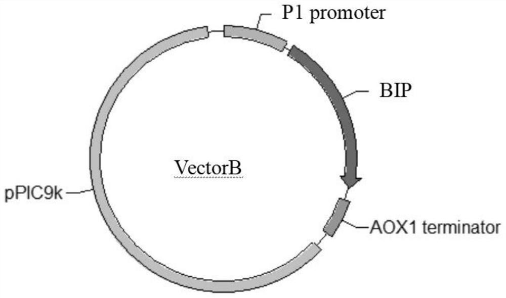 Molecular chaperone expression vector and strain for improving secretory expression of phytase in pichia pastoris