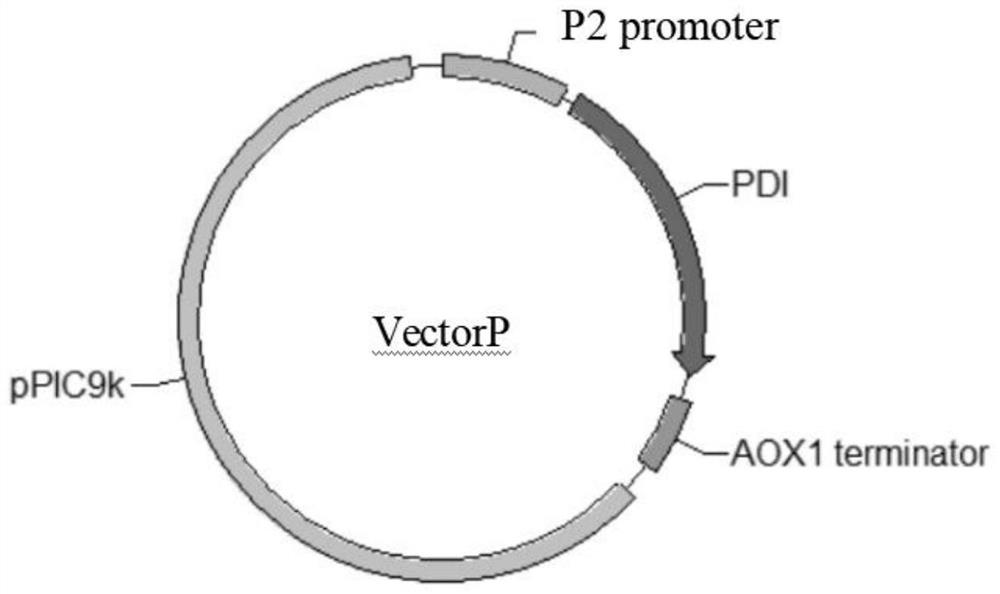 Molecular chaperone expression vector and strain for improving secretory expression of phytase in pichia pastoris