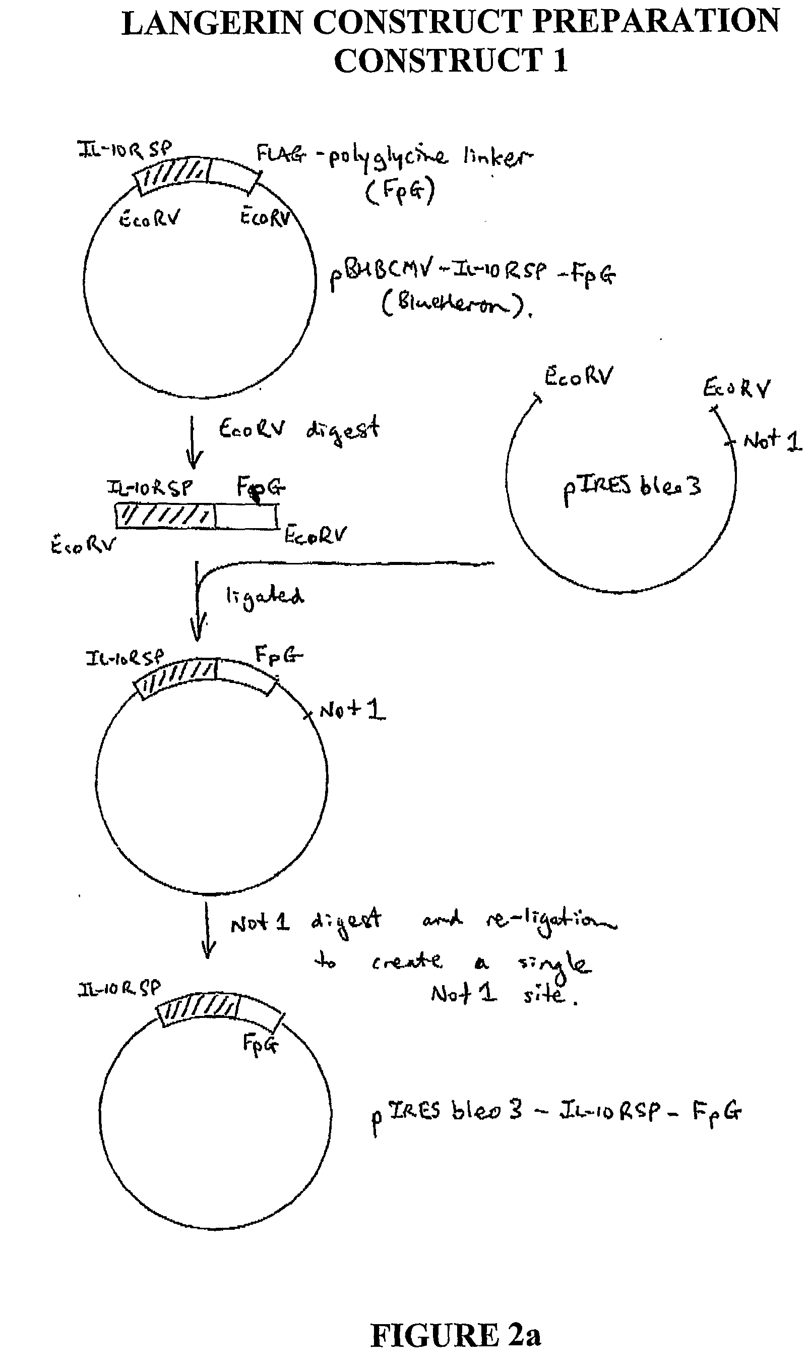 Molecule and chimeric molecules thereof