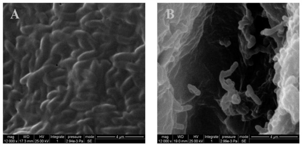 Pigment-free low molecular weight welan gum production strain and its construction method and application