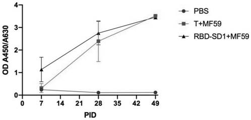 Truncated body based on novel coronavirus RBD-SD1 protein and application of truncated body