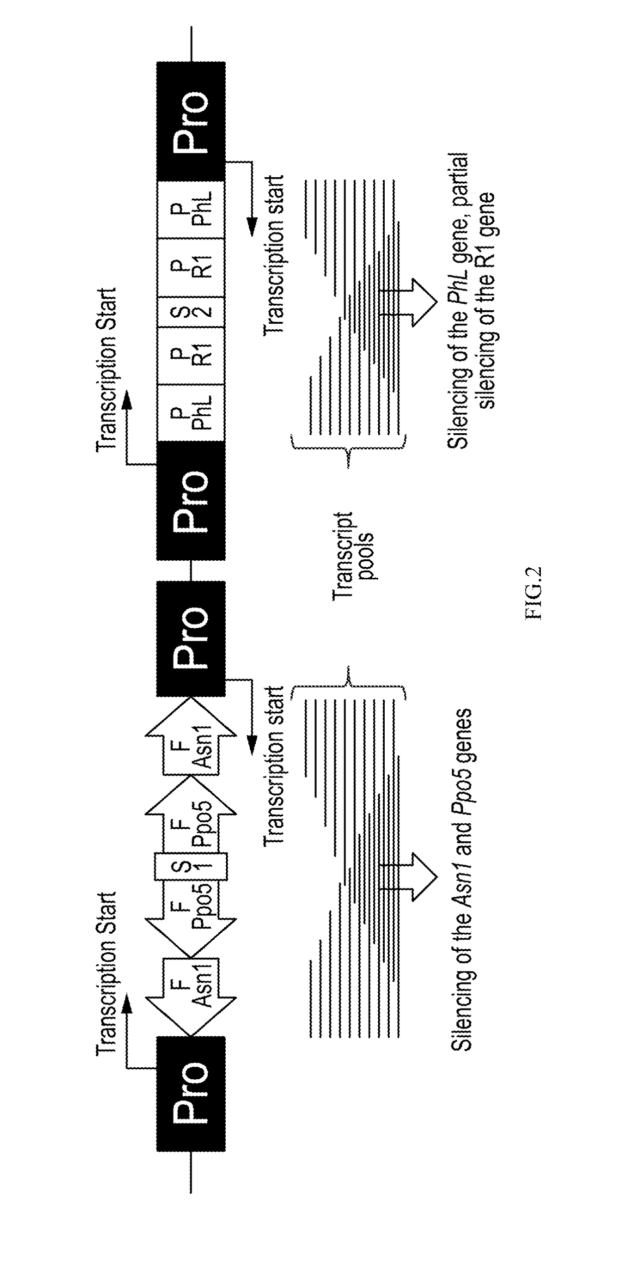 Potato cultivar w8