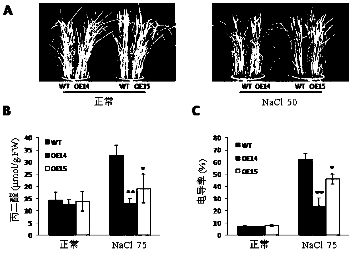 Application of Phospholipase pldζ1 Gene in Improving Salt Tolerance of Plants