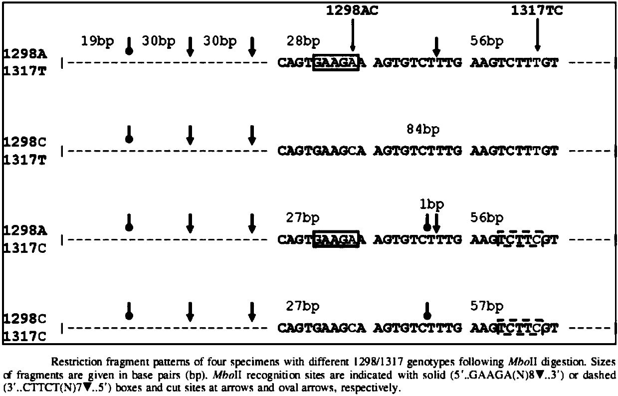 Method and kit for detecting rs1801131 polymorphic site genotype in MTHFR (5,10-methylenetetrahydrofolate reductase) gene