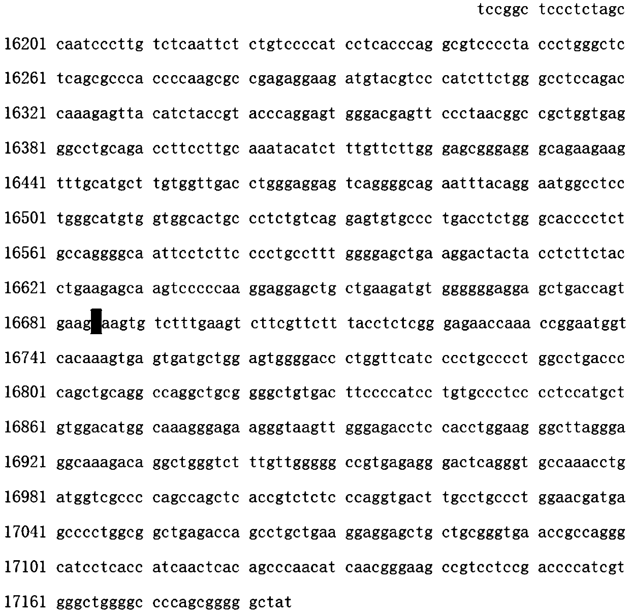 Method and kit for detecting rs1801131 polymorphic site genotype in MTHFR (5,10-methylenetetrahydrofolate reductase) gene