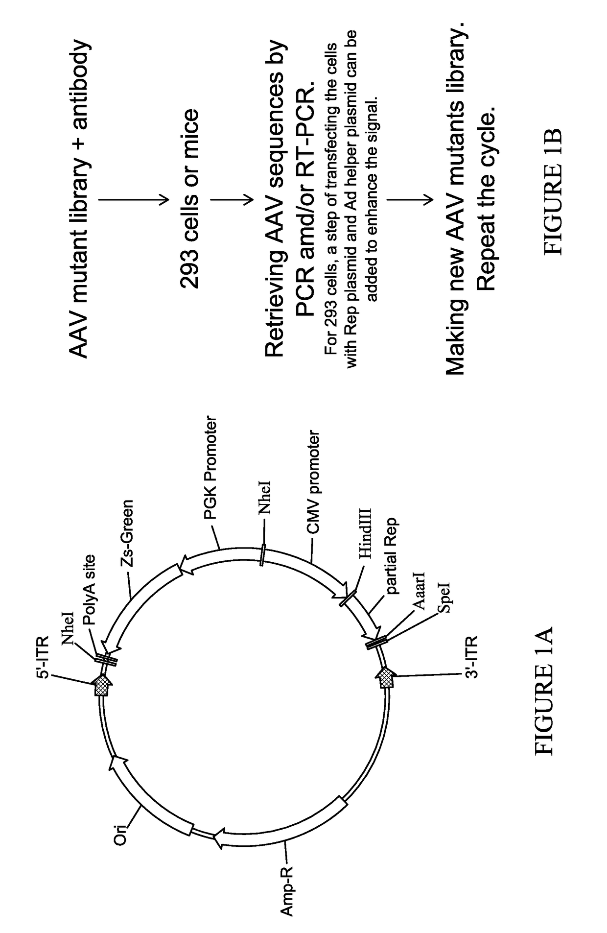 Novel aav8 mutant capsids and compositions containing same