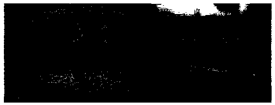 Plant antifreeze containing ribitol substances