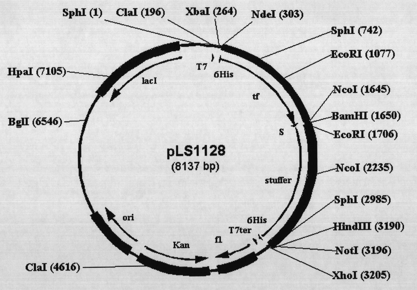 Escherichia coli protein expression vector using trigger factor as fusion tag and construction method and application thereof